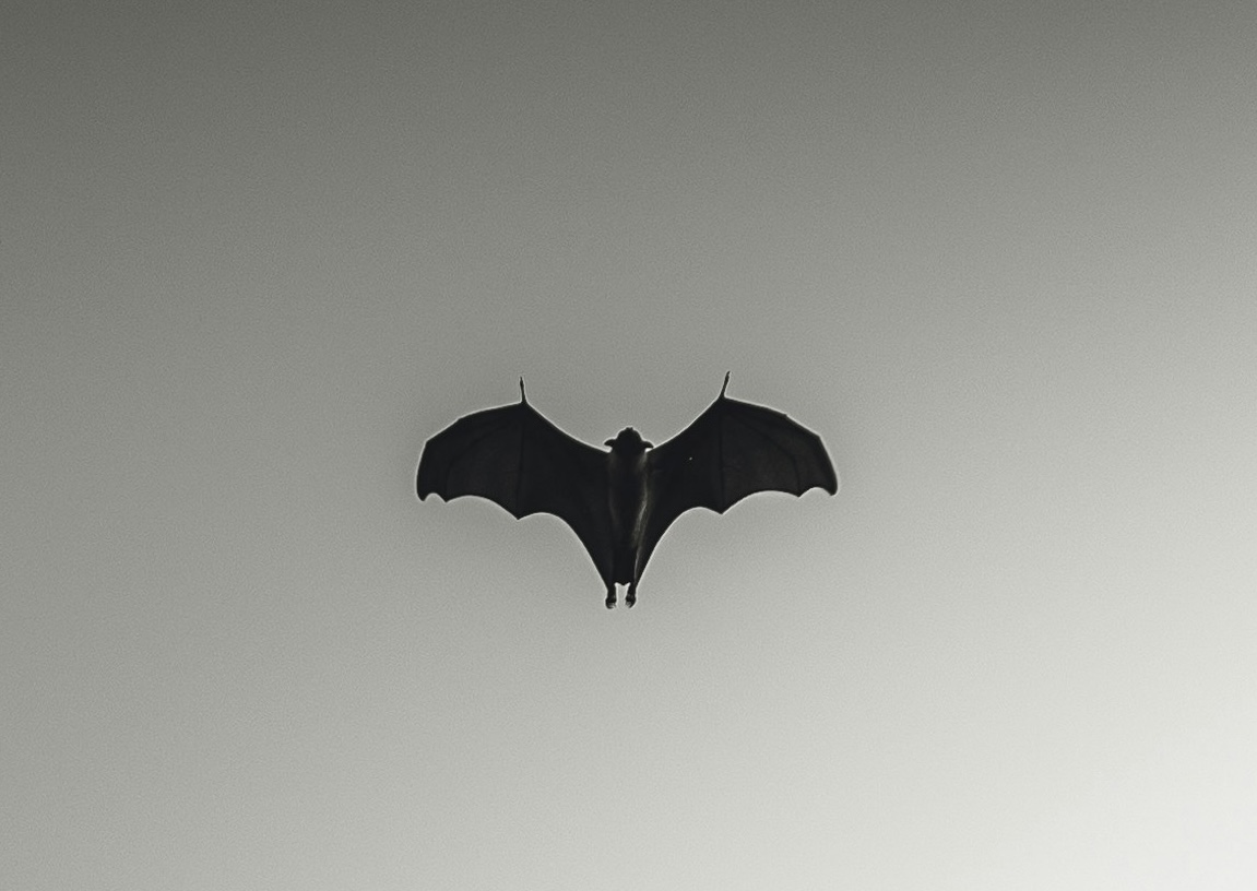 moth size bat