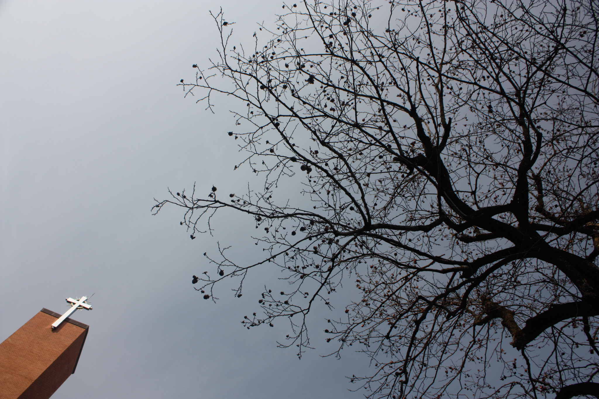 the hummingbird hears the piano’s hooves, rings the rope of his small bell